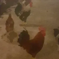 تخم مرغ محلی  نطفه دار و خوراکی|حیوانات مزرعه|گرگان, |دیوار