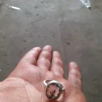 انگشترشجر|کلکسیون و سرگرمی|کرمانشاه, |دیوار