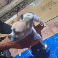 سگ شیبابا|سگ|قرچک, میرزائی شمالی|دیوار