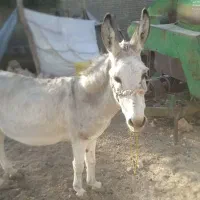 الاغ ماده گله ی وساکت به علت نداشتن جا|حیوانات مزرعه|گیان, |دیوار