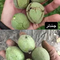 پسته پیوندی / گردو ژنوتیپ / نیگرا|خدمات باغبانی و درختکاری|آبسرد, |دیوار