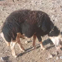 قوچ عروسک قزل