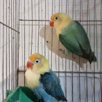 طوطی برزیلی