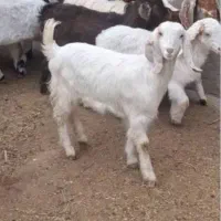 کره سبک کوچیک نفس شاید۱۲یا۱۵کیلوبشه