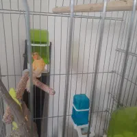 قناری|لوازم جانبی حیوانات|مشهد, هفت تیر (آب و برق)|دیوار