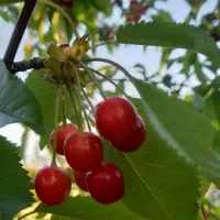 باغ زمین با الاچیق|فروش زمین و ملک کلنگی|فارسان, |دیوار