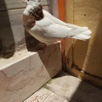 کبوتر طوقی ماده