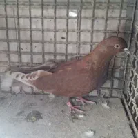 فروش کفتر گرفتنی از بلندی|پرنده|تهران, قلمستان|دیوار
