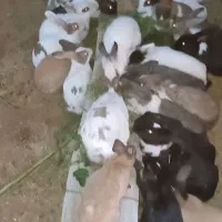 خرگوش|موش و خرگوش|قرق, |دیوار