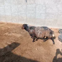 قوچ همو|حیوانات مزرعه|سبزوار, قصبه شرقی|دیوار