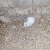 خرگوش ماده