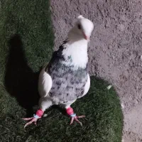 کبوتر طوقی|پرنده|دزفول, |دیوار