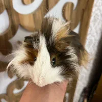 خوکچه هندی نر بالغ