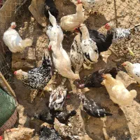 تخم مرغ گلین