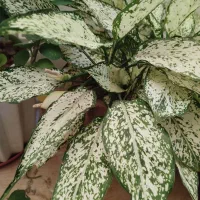 گیاه|گل و گیاه طبیعی|آبدانان, |دیوار