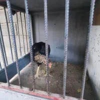 خروس،مرغ و جوجه لاری با قفس|پرنده|رامجین, |دیوار