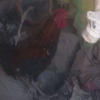 خروس گلین لری قلم سیاه چهل تاج