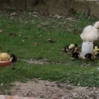 14عدد بچه اردک اسرائیلی به همراه مادر