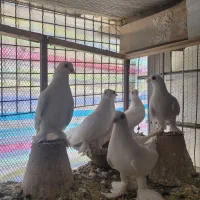 کفتر|پرنده|تبریز, |دیوار