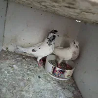 کفتر|پرنده|تهران, مرادآباد|دیوار