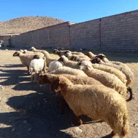 میش|حیوانات مزرعه|ویسیان, |دیوار