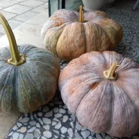 کدو حلوایی