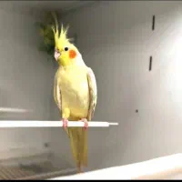 عروس هلندی گم شده