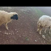 دو عدد گوسفند و بره فربه به فروش میرسد