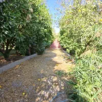 ویلاباغ/ساختمان کامل شناژ/استخرشناژ/داخل کوچه باغ