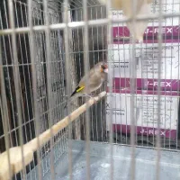 سهره کرمونی ماده