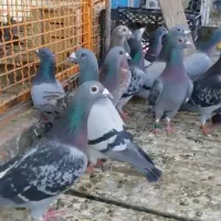 پلاکی|پرنده|اهواز, بهارستان|دیوار