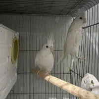 عروس هلندی آلبینو مولد|پرنده|شهریار, شهرک عباس پور|دیوار