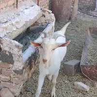 بزغاله نر ۶ماهه سانن|حیوانات مزرعه|باخزر, |دیوار