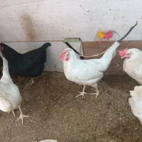 فروش مرغ