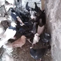 کفتر شهرستانی|پرنده|مشهد, چهارچشمه|دیوار