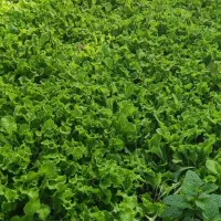 فروش نشا کاهو فرانسوی سبز|گل و گیاه طبیعی|زرگرشهر, |دیوار