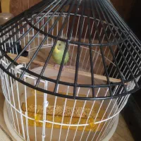 مرغ عشق نر سخنگو