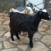 ۳راس بزغاله نر|حیوانات مزرعه|سنندج, |دیوار