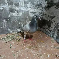 کبوترجان آردن