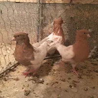 سر زرد -کله زرد|پرنده|کرمان, |دیوار