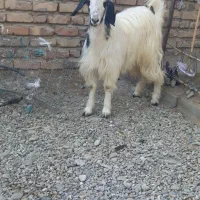 گتاچ