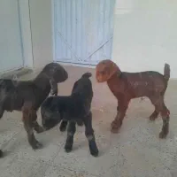 کهره شیری و بره شیری