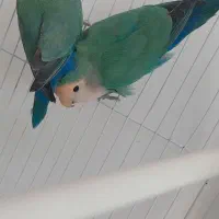 جفت طوطی  کوتوله نر و ماده