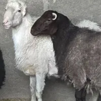 بره نر پرواری