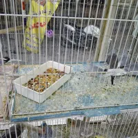 پرنده چینی|پرنده|بهبهان, |دیوار