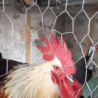 خروس جوان و بالغ کاملا سالم