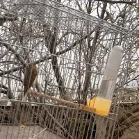 قناری ابلغ مست شش دانگ‌۳ ساله جفت نخورده