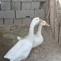 قوغاز خالماگوری مفت|حیوانات مزرعه|زابل, |دیوار