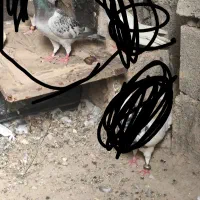 پلاکی وطوقی