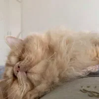 گربه پرشین|گربه|تبریز, |دیوار